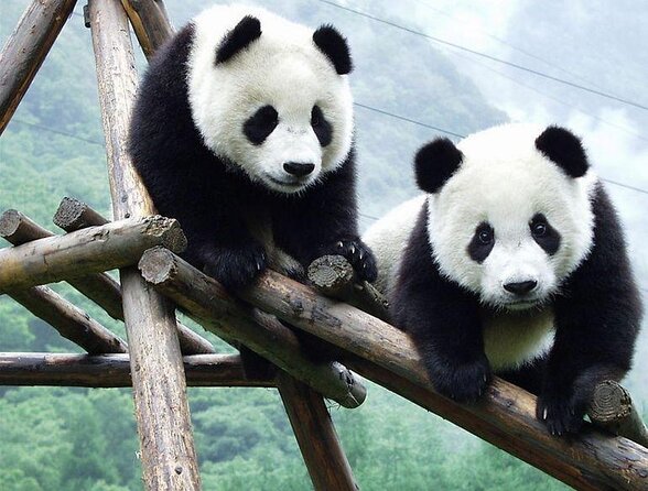 3 Days Chengdu Panda Tour from Beijing by Flight